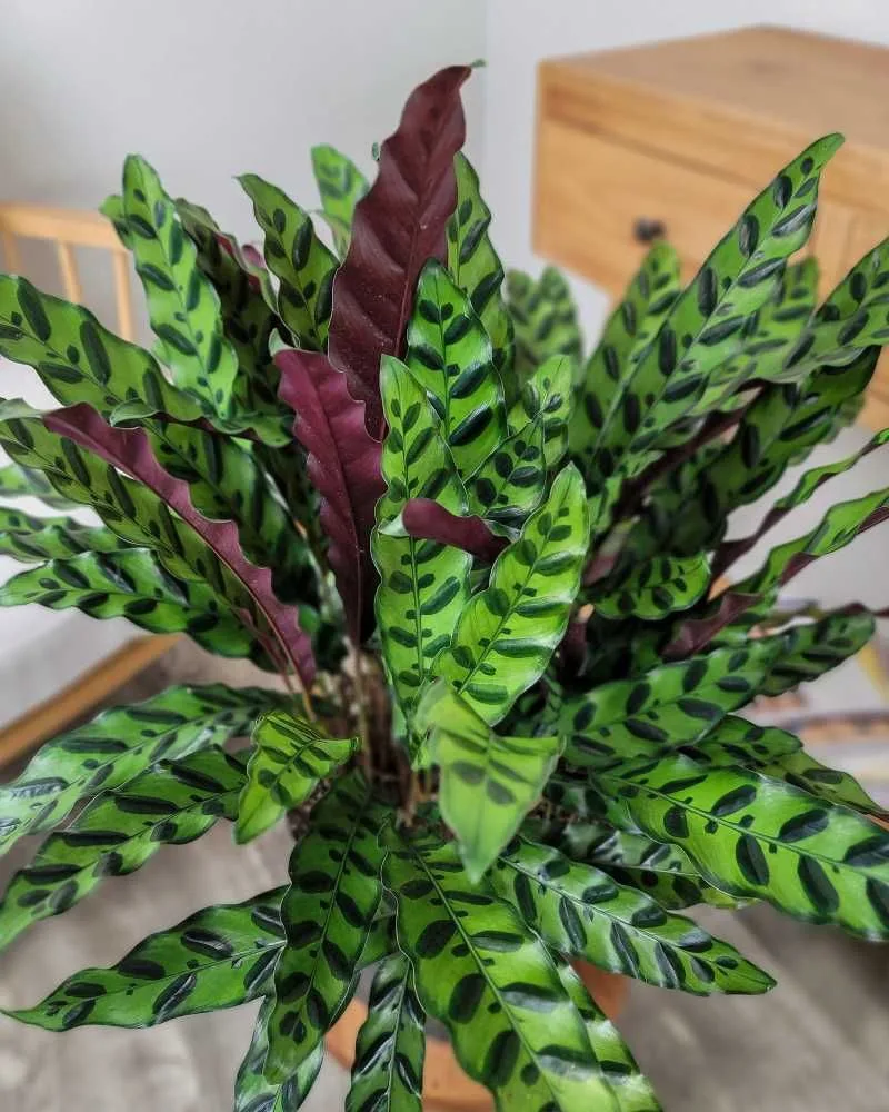 The Resilient Rattlesnake Plant
