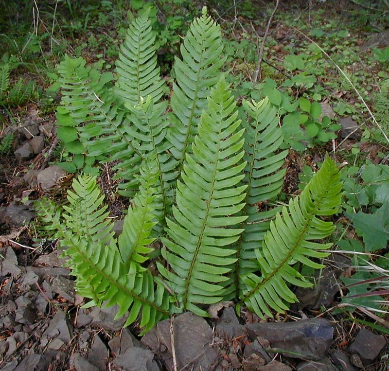 The Resilient Sword Fern