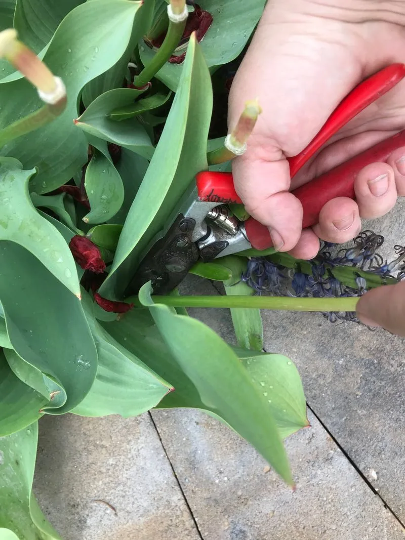 Trim the Foliage
