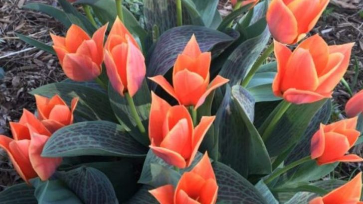 The Right Way to Care for Tulip Bulbs After the Blooms Are Gone