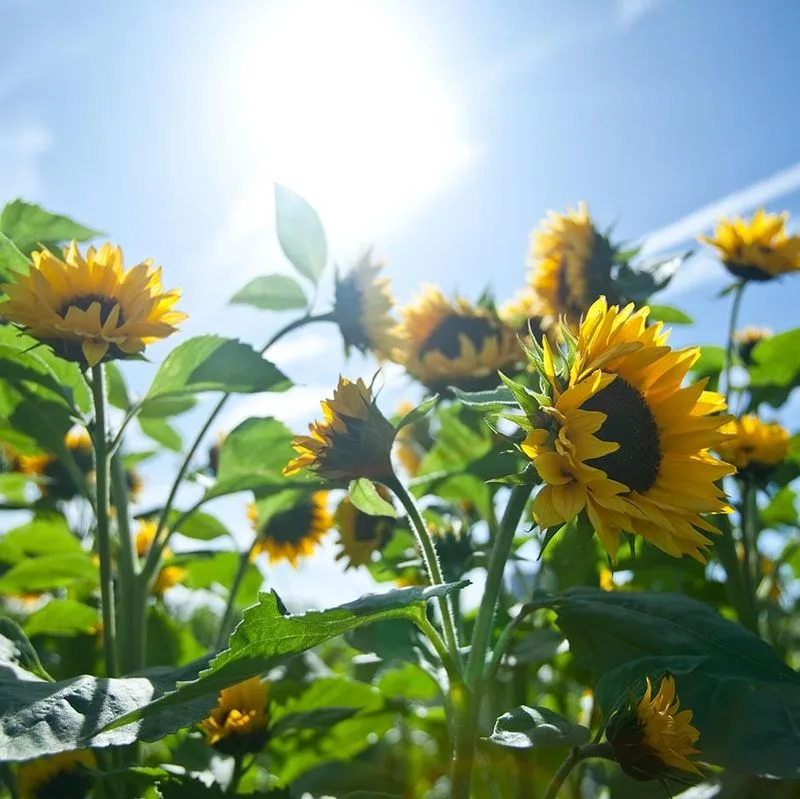 The Role of Sunlight