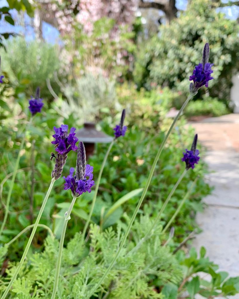 The Science of Lavender’s Aroma