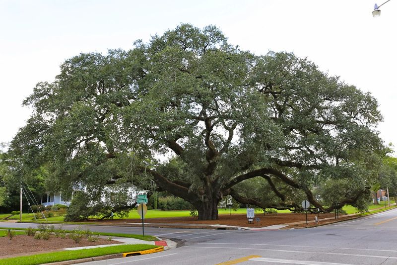 The Big Oak