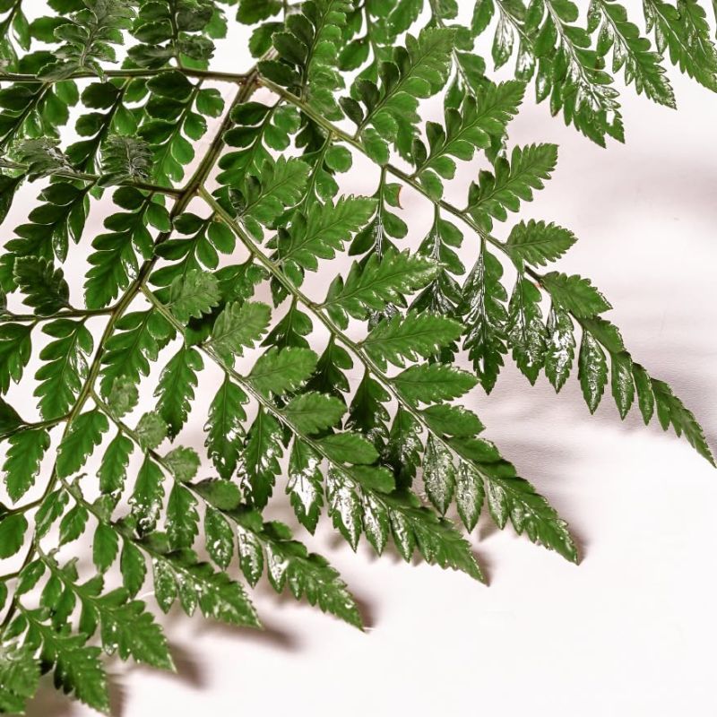The Sturdy Leatherleaf Fern