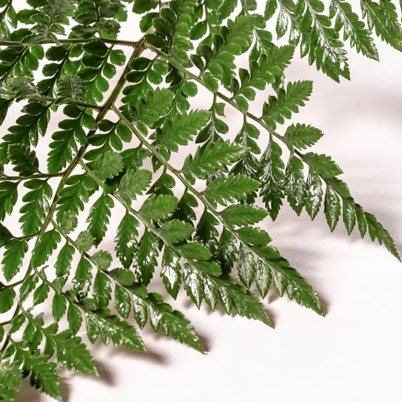 The Sturdy Leatherleaf Fern