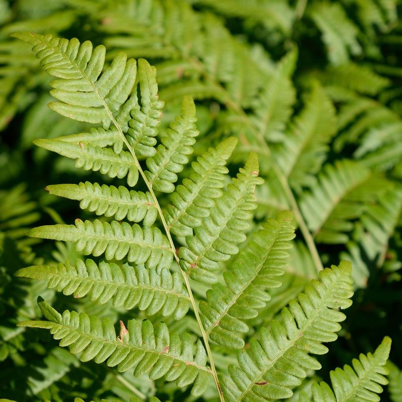 The Tenacious Bracken Fern