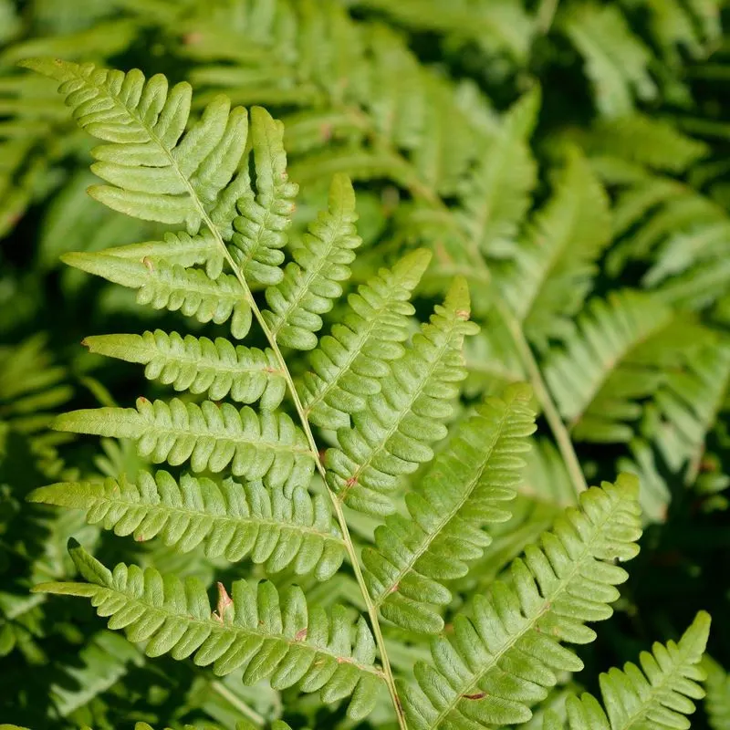 The Tenacious Bracken Fern