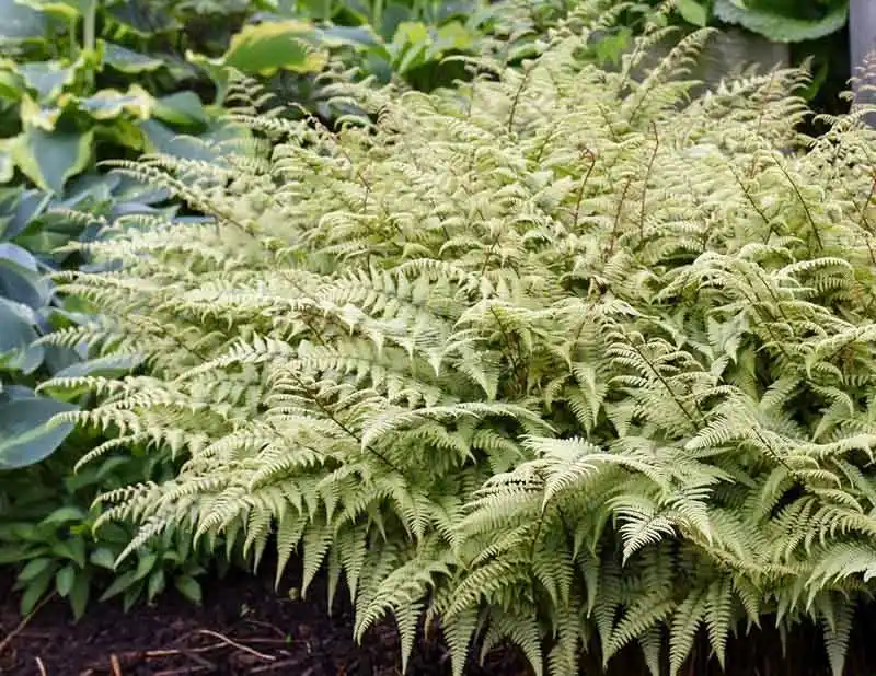 The Timeless Japanese Painted Fern