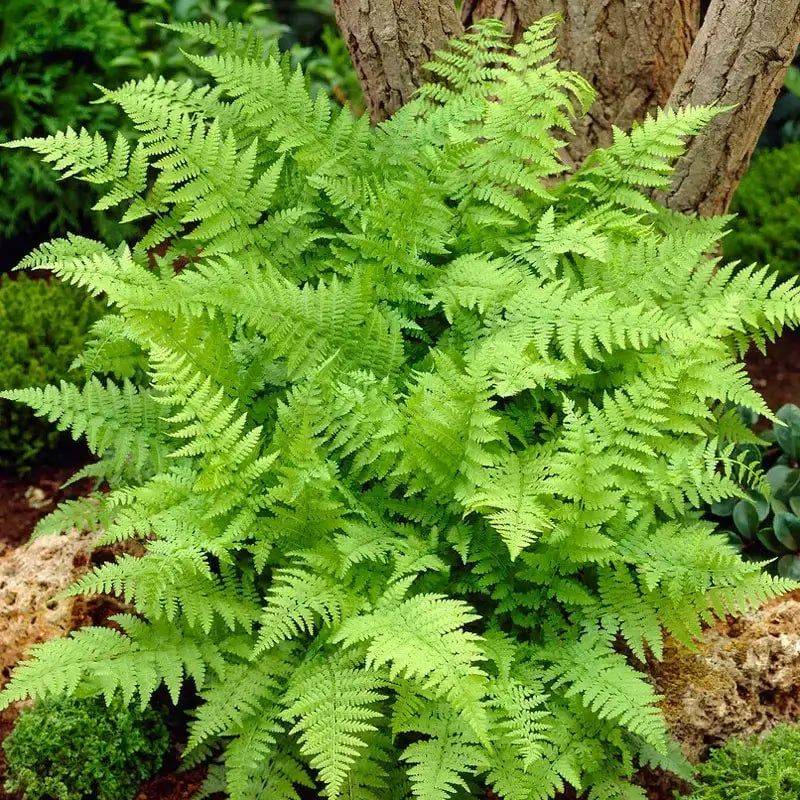The Versatile Lady Fern