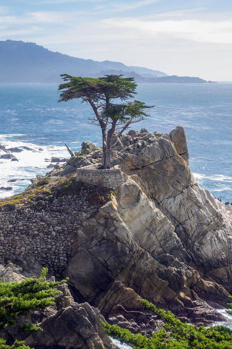 The Lone Cypress