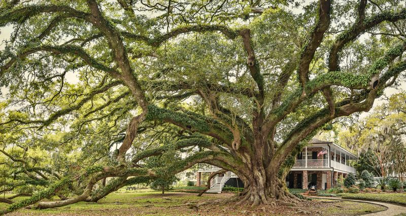 The Seven Sisters Oak