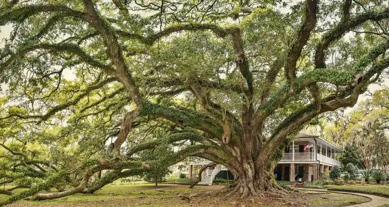 The Seven Sisters Oak