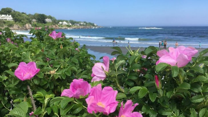 These 20 Plants Survive Wind, Salt, and Sand—Perfect for Coastal Gardens