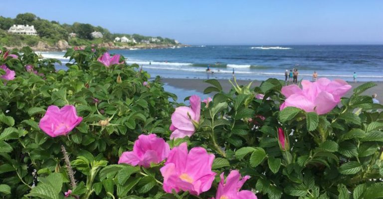 These 20 Plants Survive Wind, Salt, and Sand—Perfect for Coastal Gardens