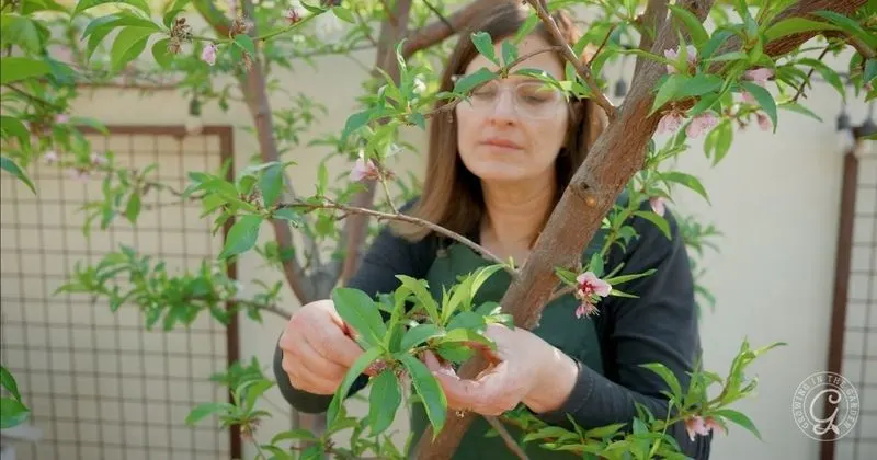 Thin Overcrowded Branches