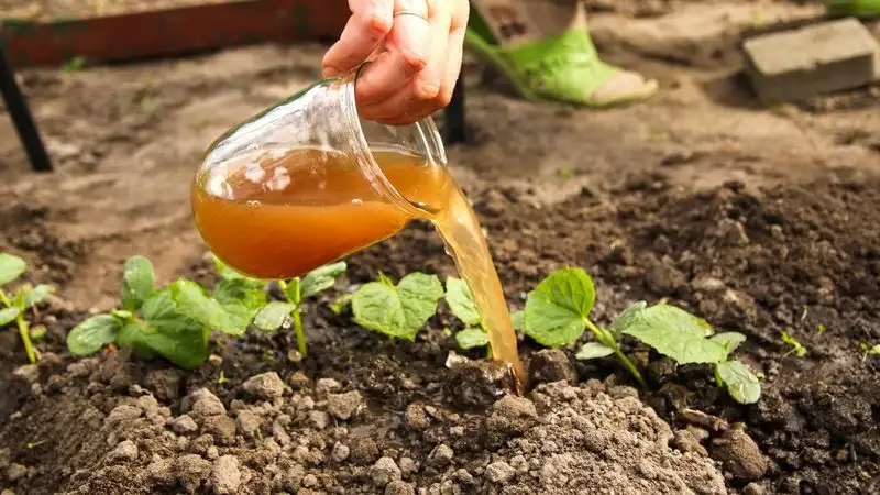 Fertilize Organically