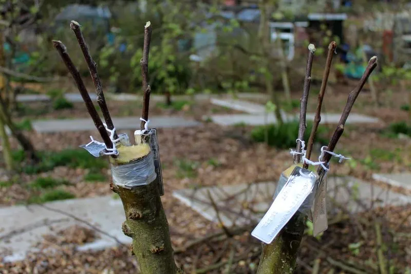 Grafting New Varieties
