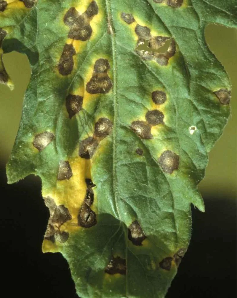 Fungal Leaf Spot