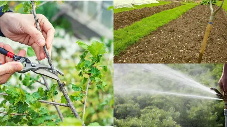 This Is Why Your Neighbor’s Garden Always Looks Better