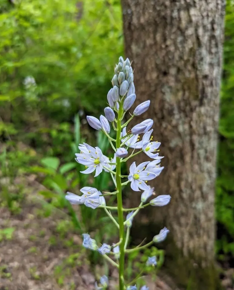 Wild Hyacinth