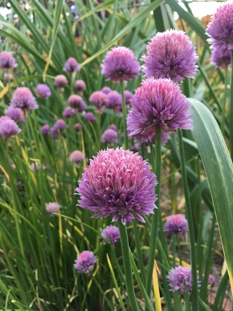 Chives
