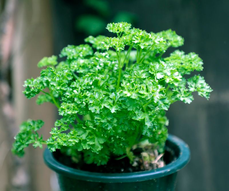 Parsley