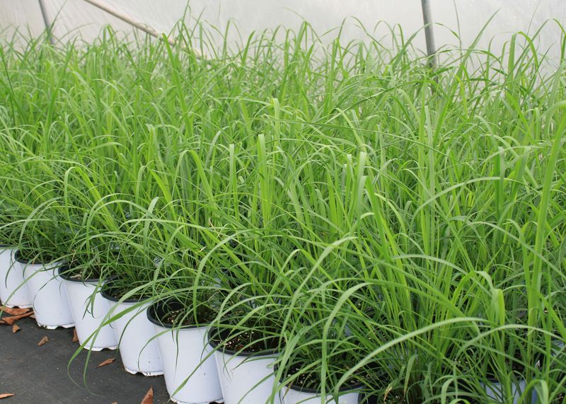 Lemongrass