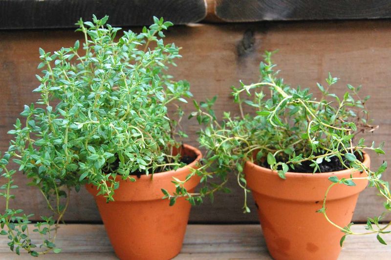 Thyme