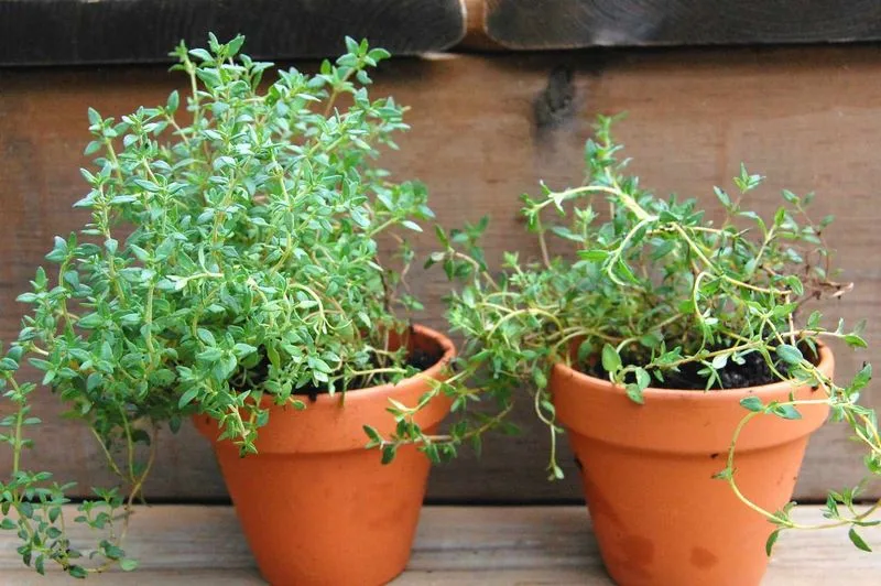 Thyme