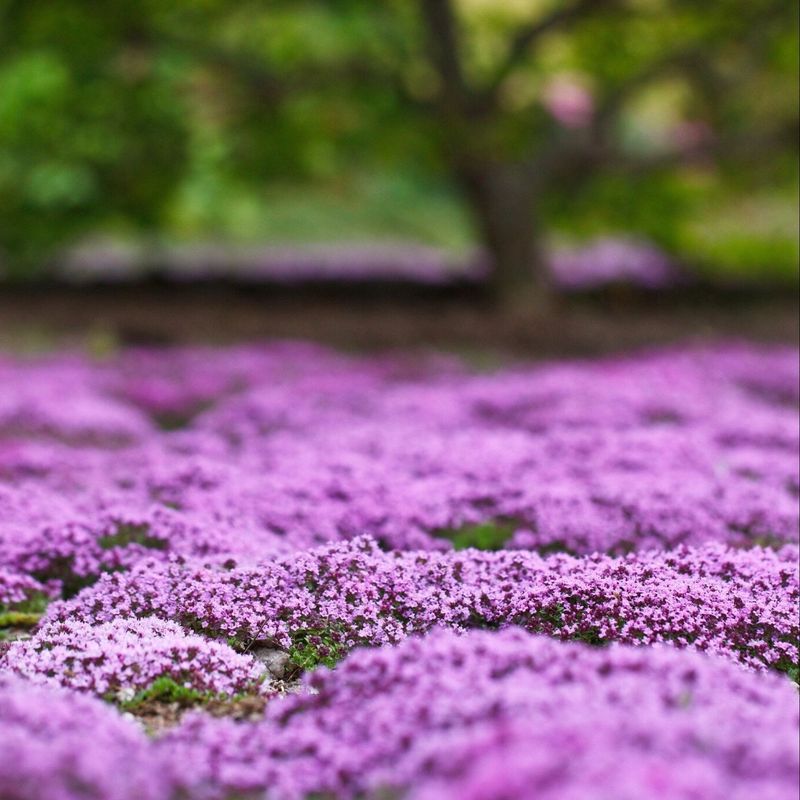 Thyme