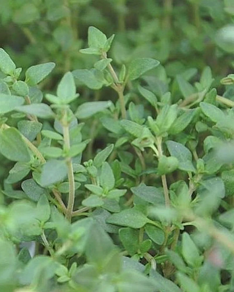 Thyme