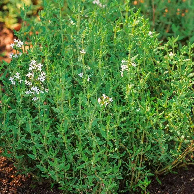 Thyme