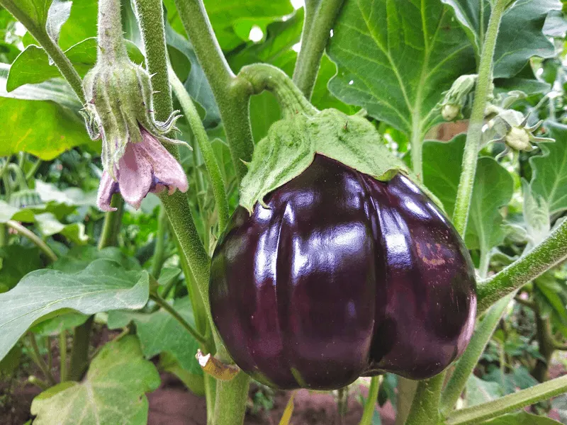 Thyme and Eggplants