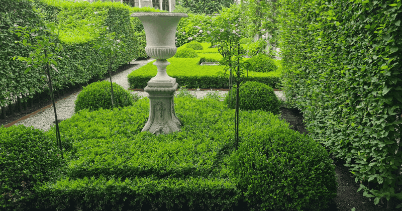 Boxwood