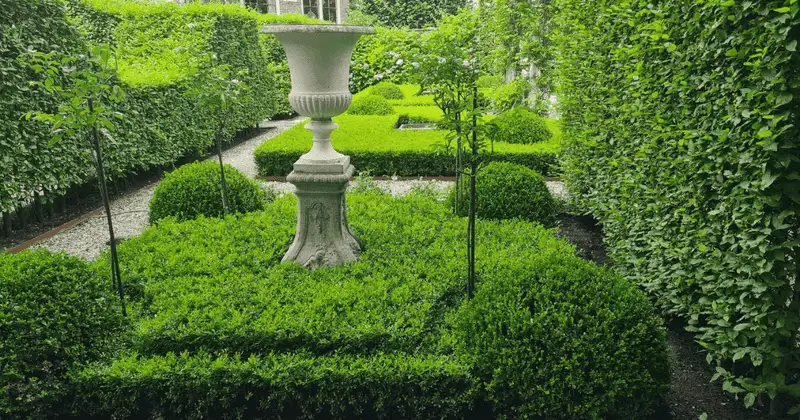 Boxwood