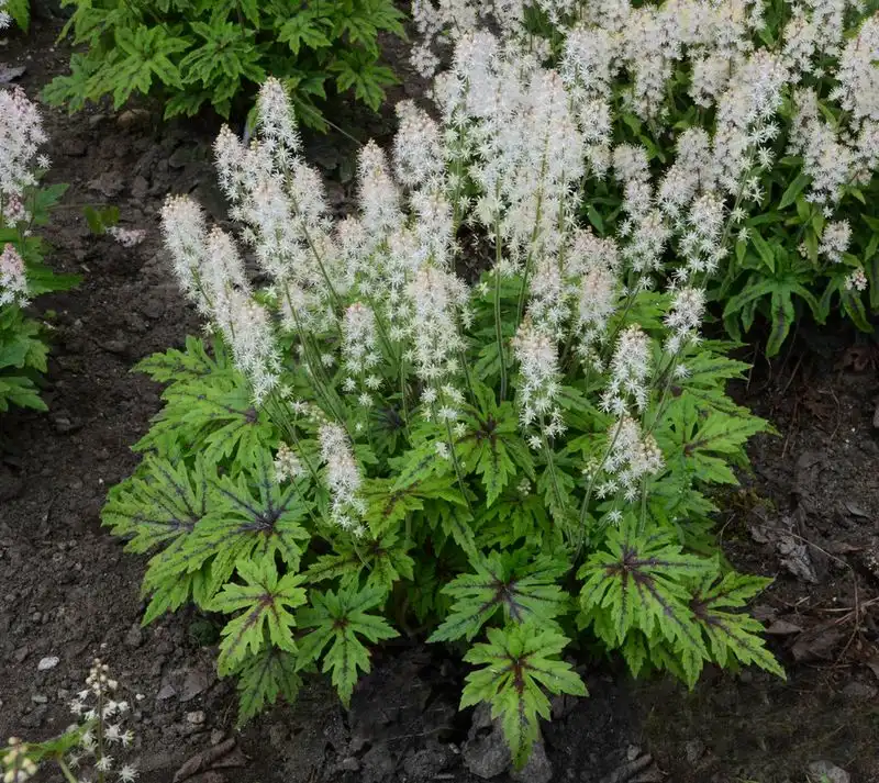 Tiarella