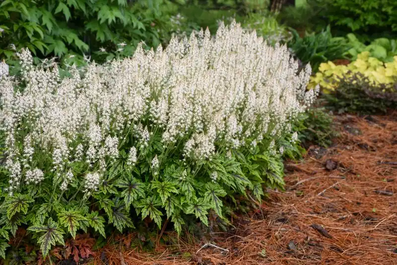 Tiarella