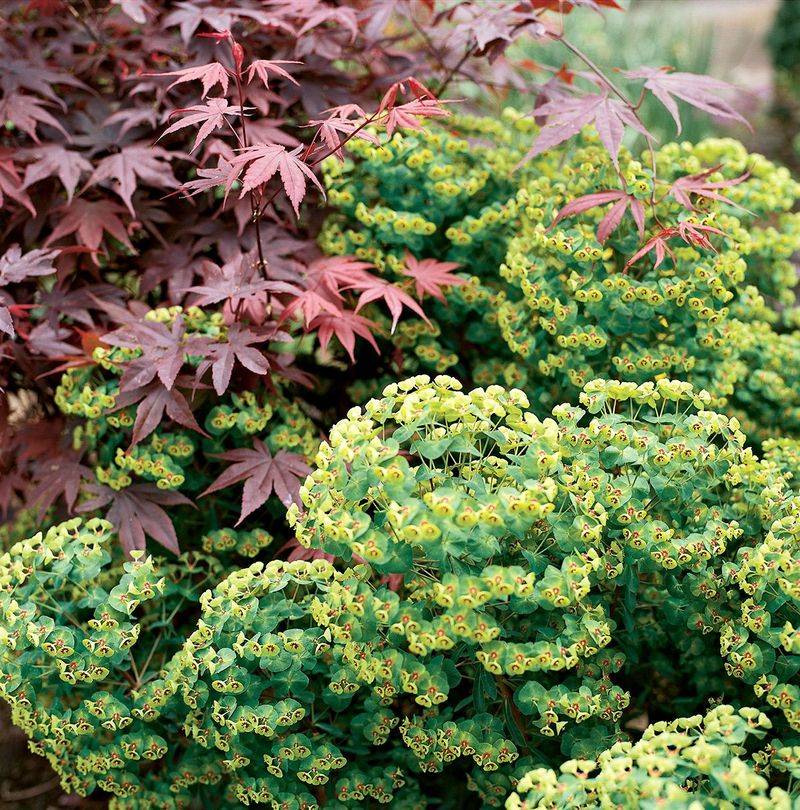 Euphorbia