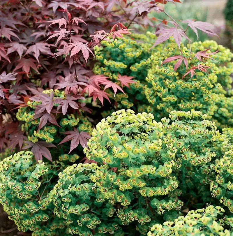 Euphorbia