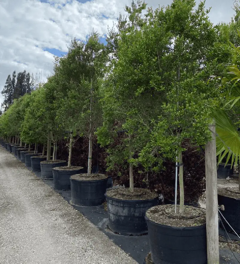 Tip 1: Choose Drought-Resistant Species