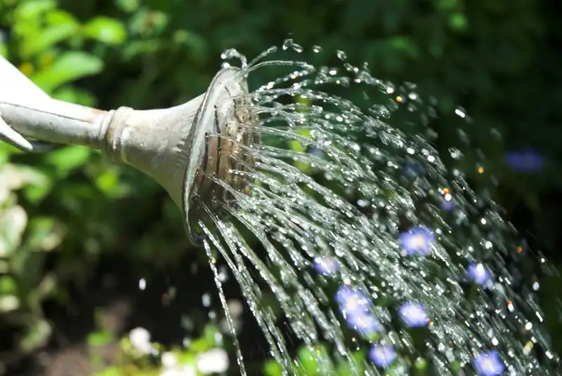 Tip 3: Implement a Watering Schedule