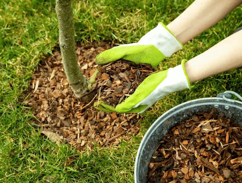 Tip 4: Use Mulch Wisely