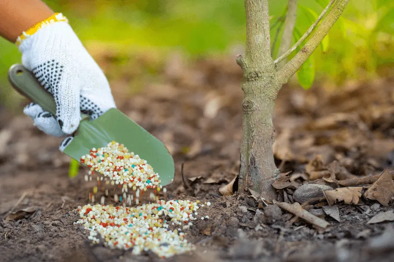 Tip 6: Fertilize Appropriately