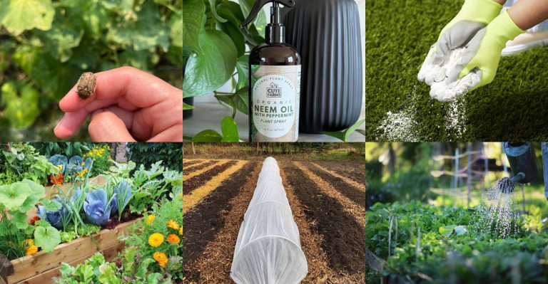 Tips for Protecting Your Garden From Japanese Beetle Infestations