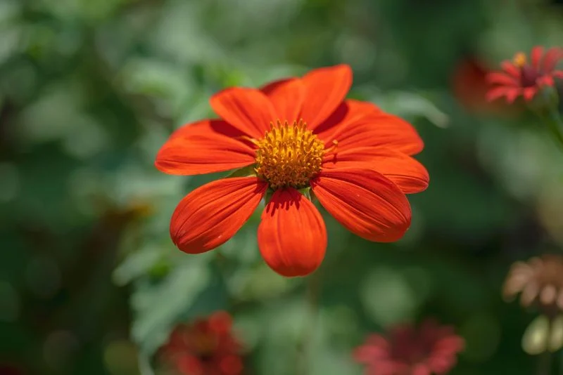 Tithonia (Mexican Sunflower)