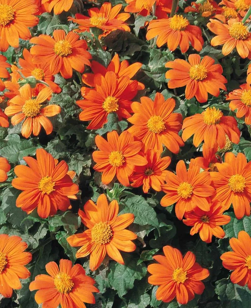 Tithonia