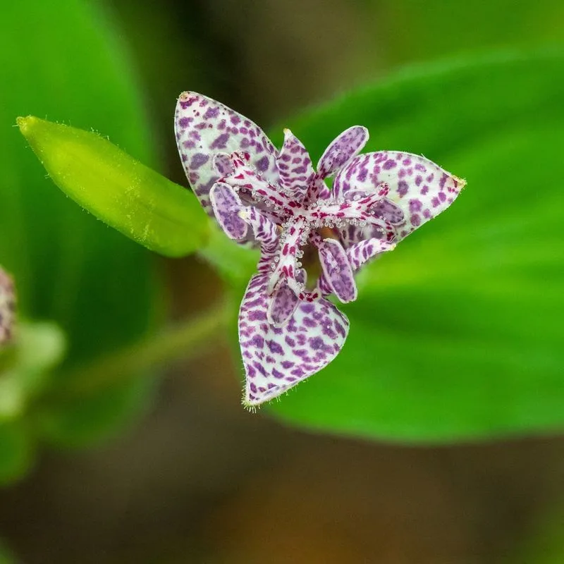 Toad Lily