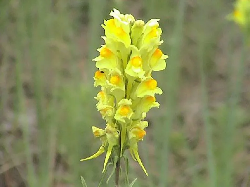 Toadflax