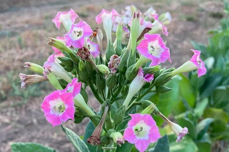 Tobacco (Nicotiana tabacum)