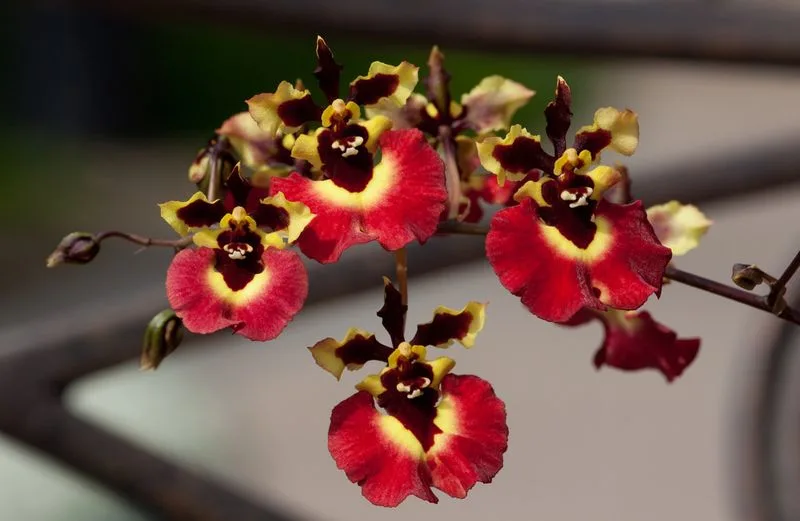 Tolumnia Orchid